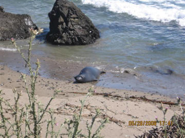 Seal. Photo by Keatings, May 2008